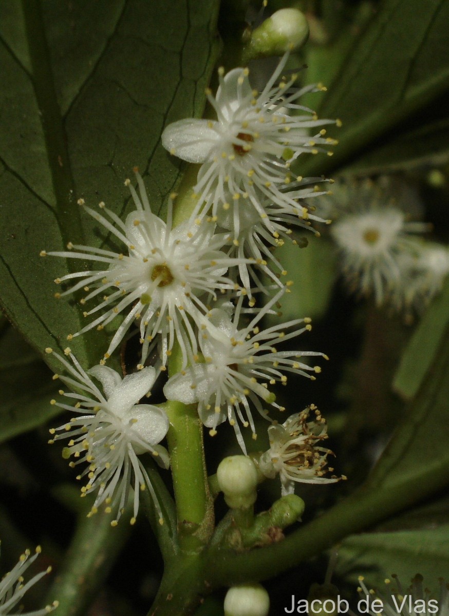 Symplocos acuminata (Blume) Miq.
